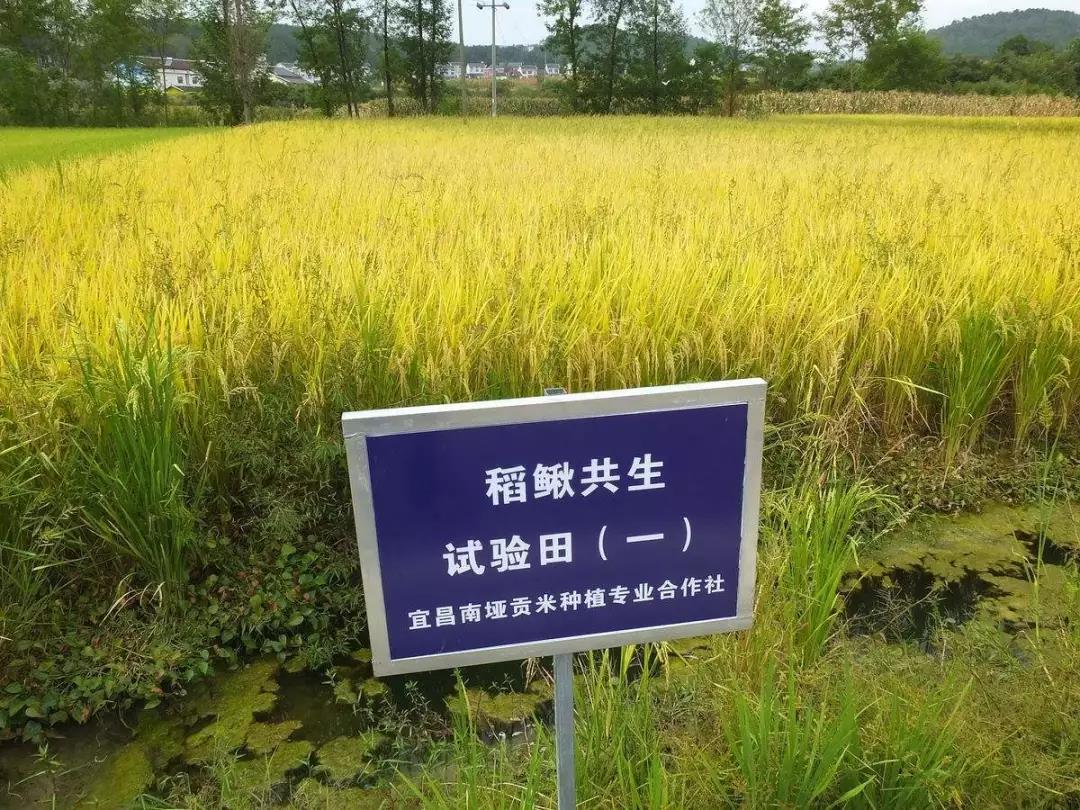 水稻試驗田.jpg